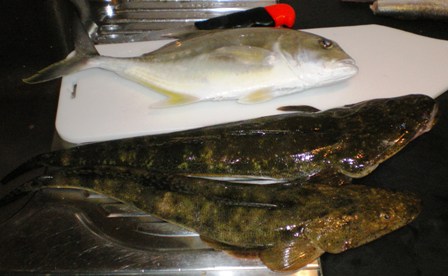 FLATHEAD & TREVALLY