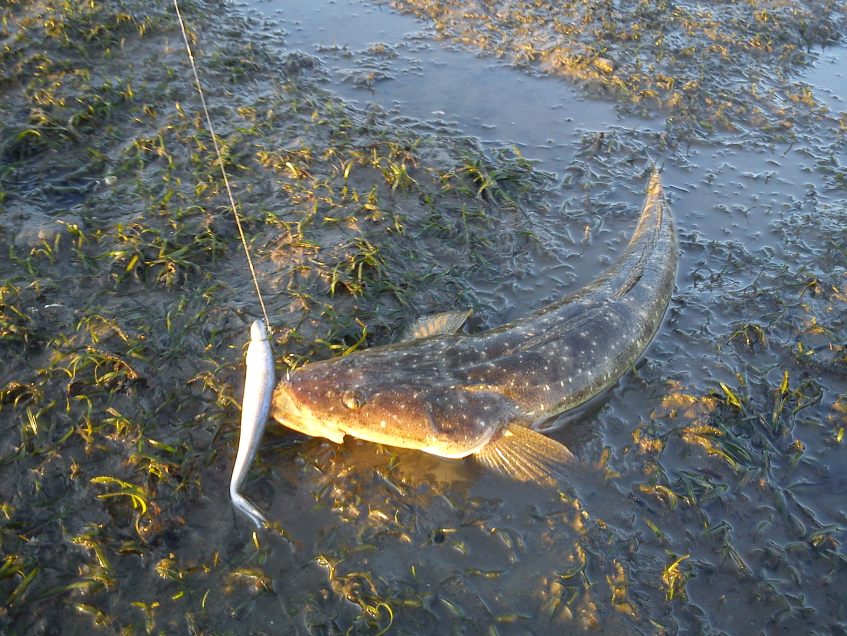 48cm Flathead