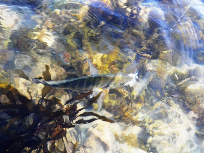 The Trevally feed on the edges of the Kelp
