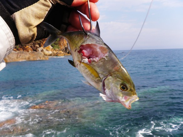 The shark ate the Mackerel that tried to eat this Trevally