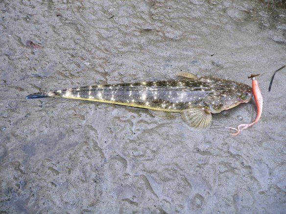 45cm Oyster Jetty Flathead