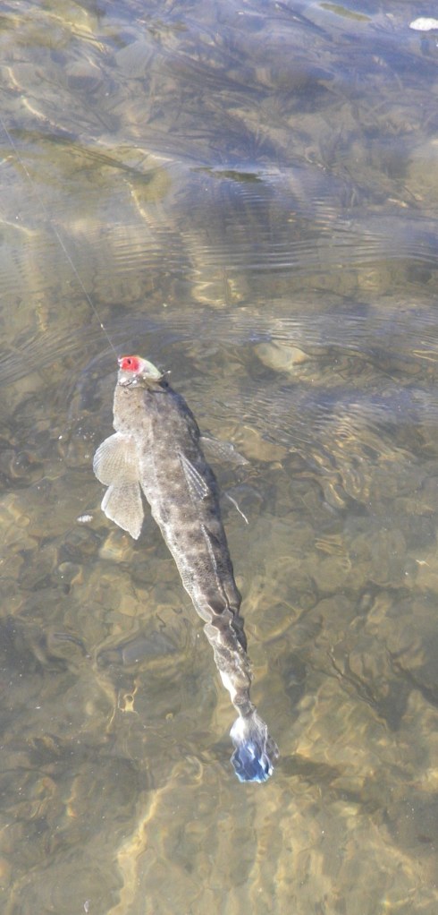 Flathead on a DUO Tetraworks Yurameki lure