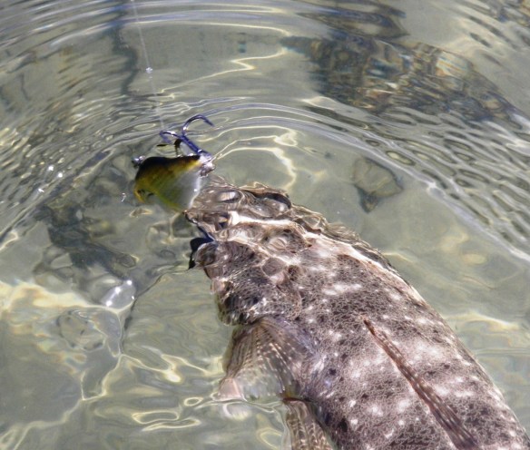 The CULTIVA Miravibe also caught a few fish today