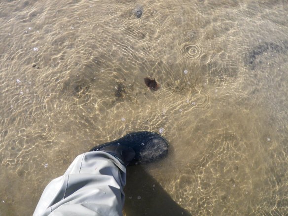 There must be some bigger Flathead close by