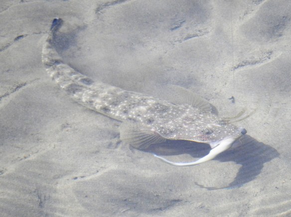 The Flathead usually find the soft plastic minnow hard to resist