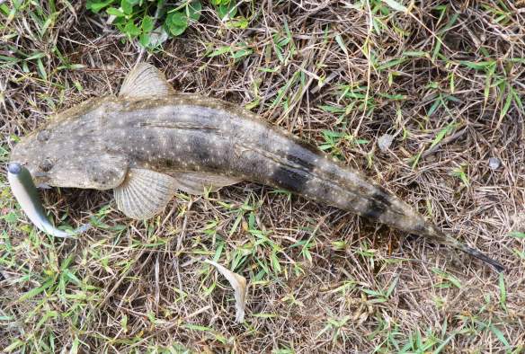 A small Flathead from inside the Harbour