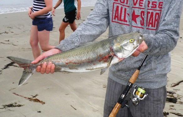 Australian Salmon on the light rig