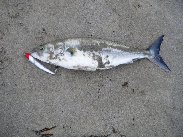 This one fell for the DUO Tide Vib Slim