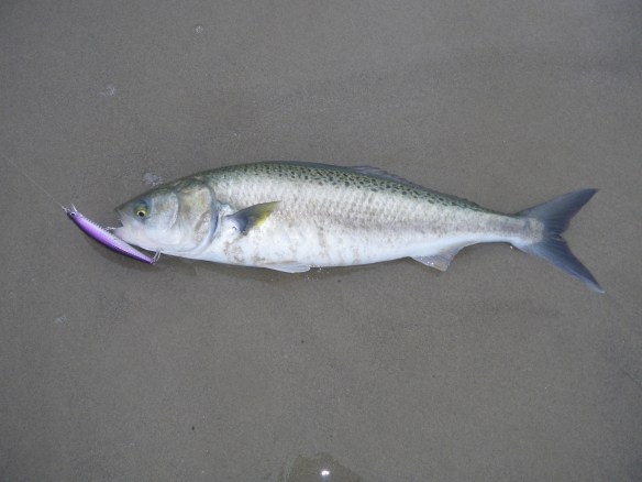 Australian Salmon on DUO Tide Minnow
