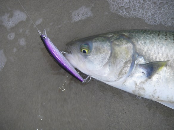 Australian Salmon on Tide Vibe Minnow