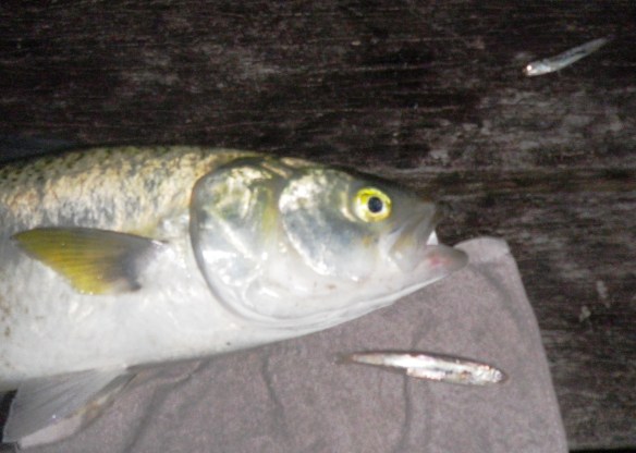 Woody Head Salmon - Dusk