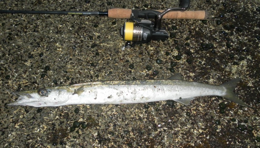 A decent Pike/ Snook