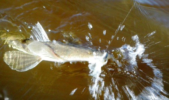 Angry Flathead - Caloundra