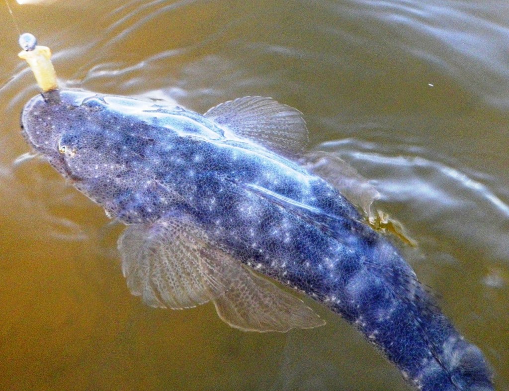 The GULP Shrimp got them going today