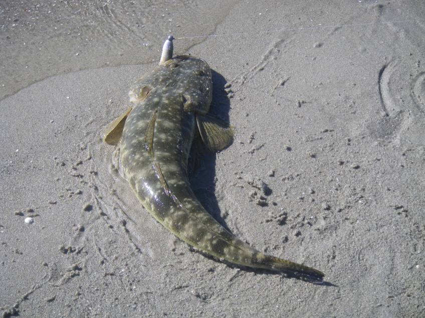 The fish were not fussy about colours