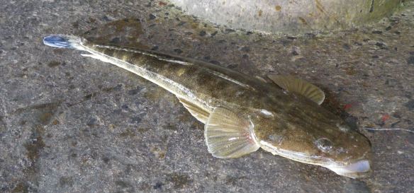 Under the Bribie Bridge