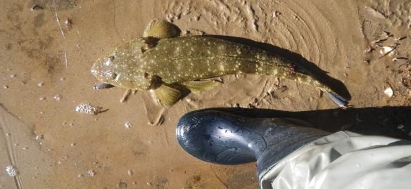 Also took the Smelt colour