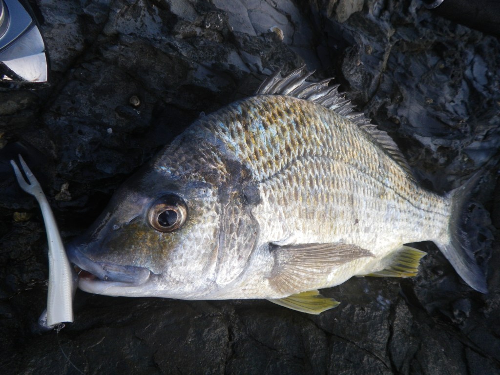 Brooms Head - Razor Back Bream - Sept 2012 (2)