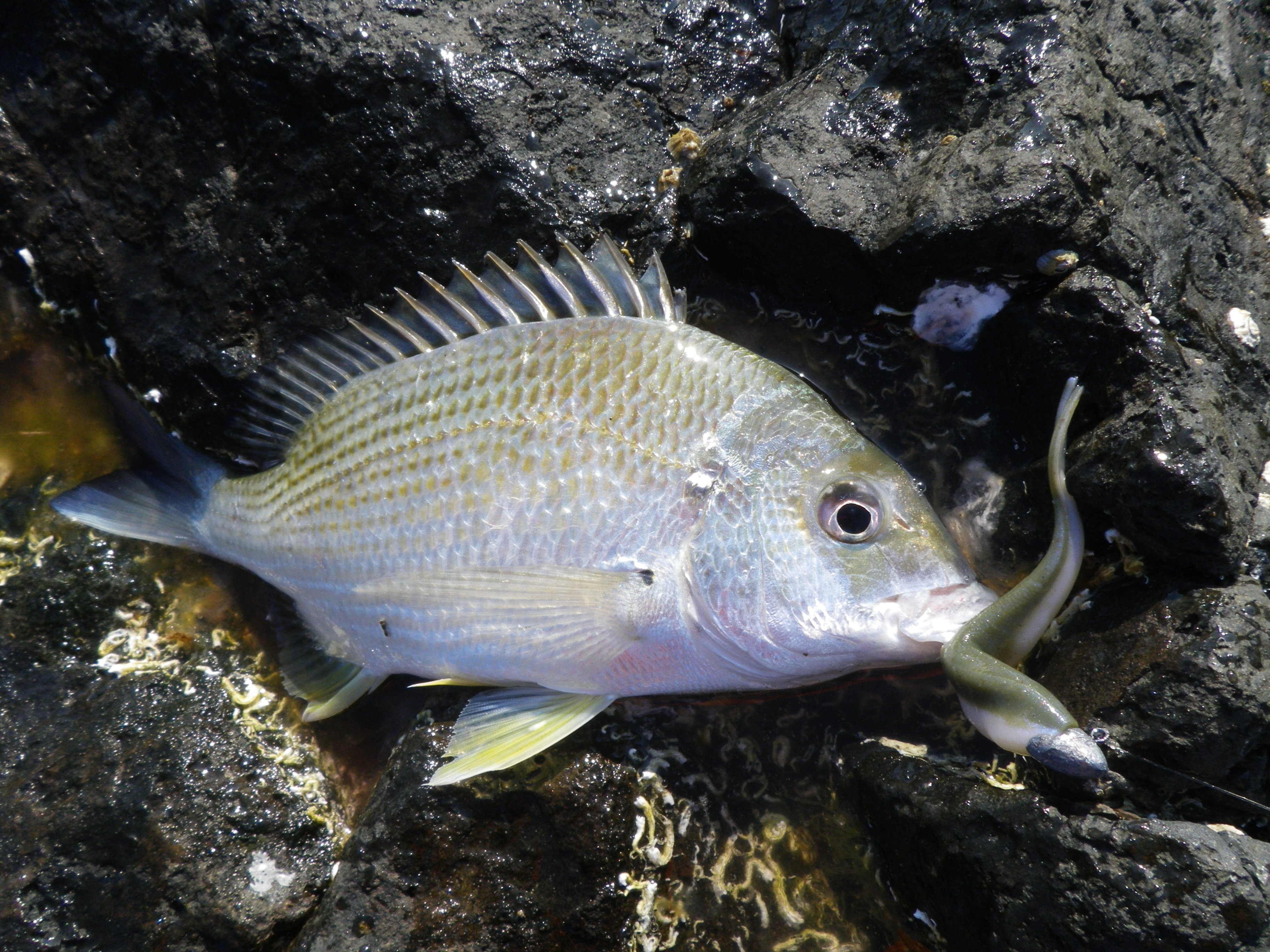 The 4" Minnow can be tempting 