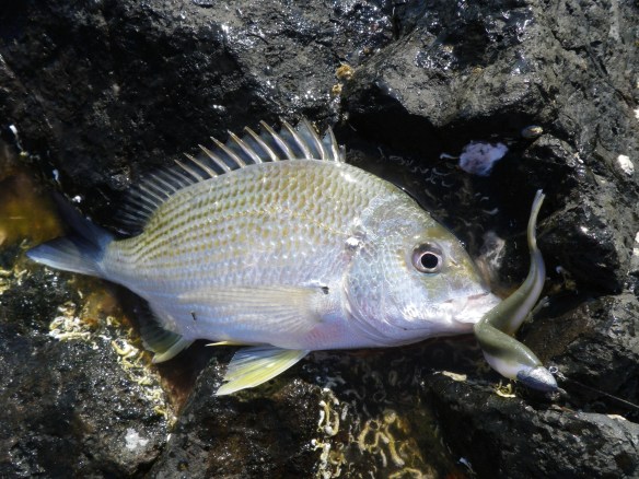 The 4" Minnow can be tempting 