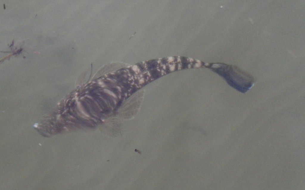 Only one fish south of the Oyster jetty at dusk