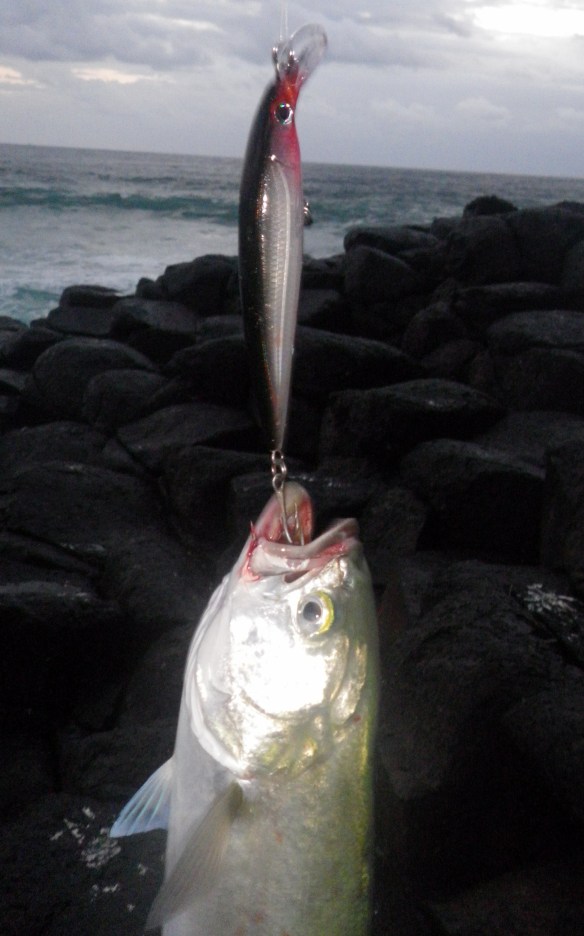 The RAPALA SXR12 strikes again