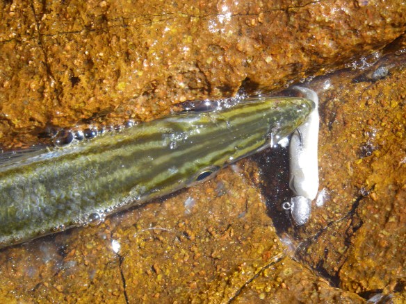 The Pike were very stripey