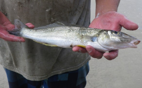 Troys very fat whiting