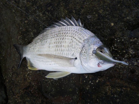 GULP Minnow gets the first bream