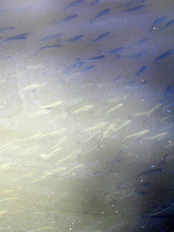 Boggy Creek bait - a good copy of the GULP minnow