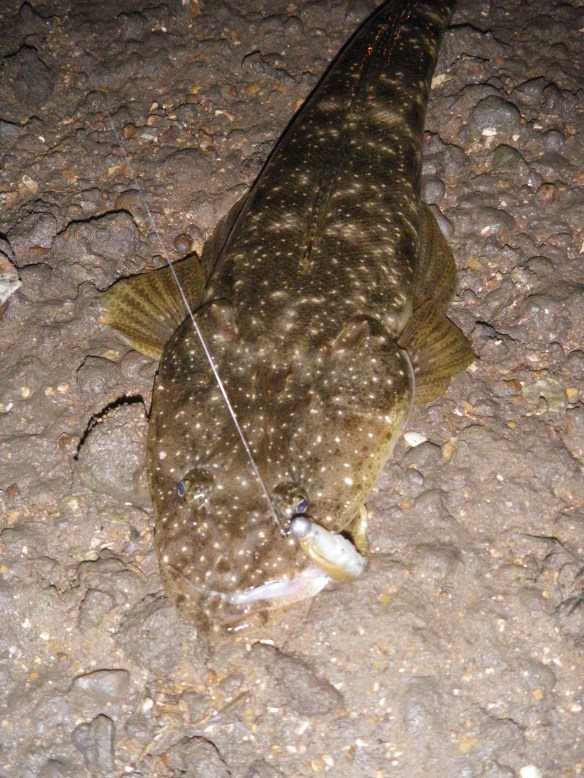 GULP Shrimp in Banana Prawn for the second one