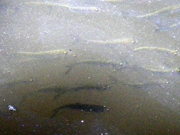 The GULP minnow profile is a pretty good replica of the real thing