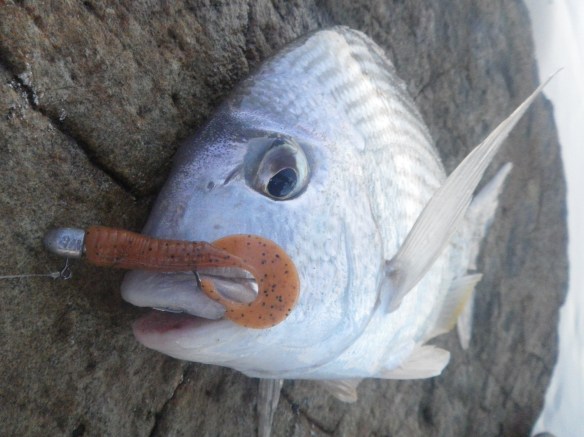 An early morning Woody Head tarwhine