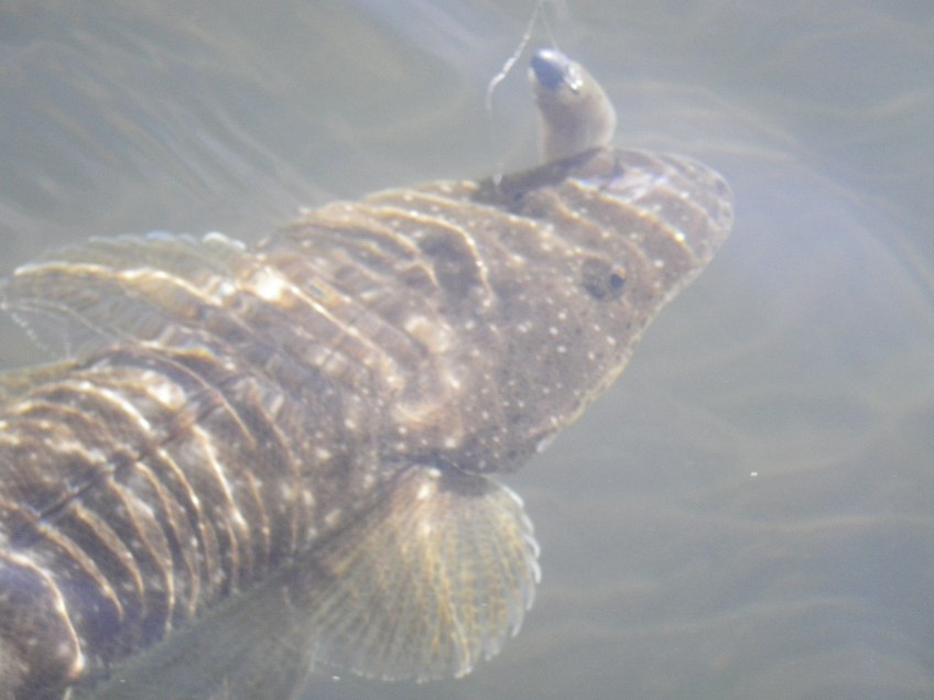 The Z-Man paddle tail was driving them nuts