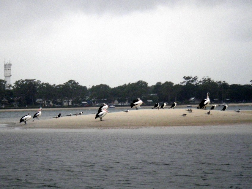 Nice weather for Pelicans