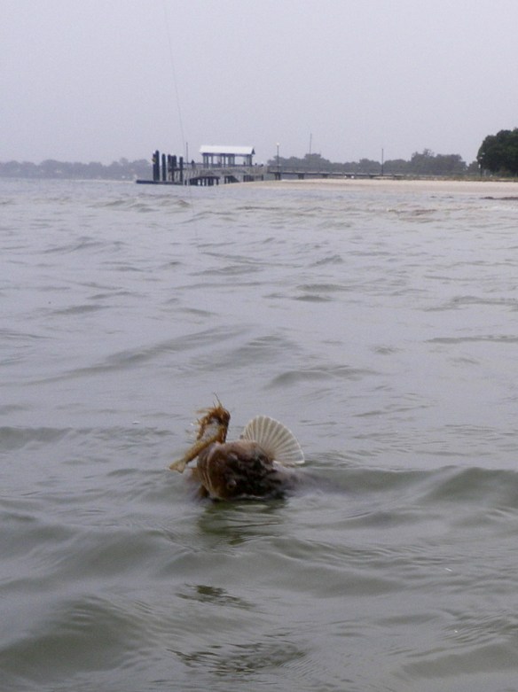 A small flathead could not resist the GULP Shrimp