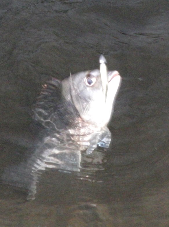 Found the first Bream at about 6.30 am