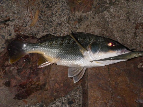 Grunter bream on a GULP Peppered Prawn Jerkshad