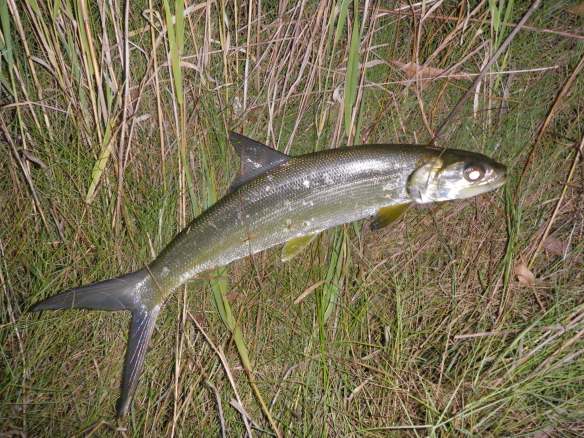 Fitzroy River giant herring