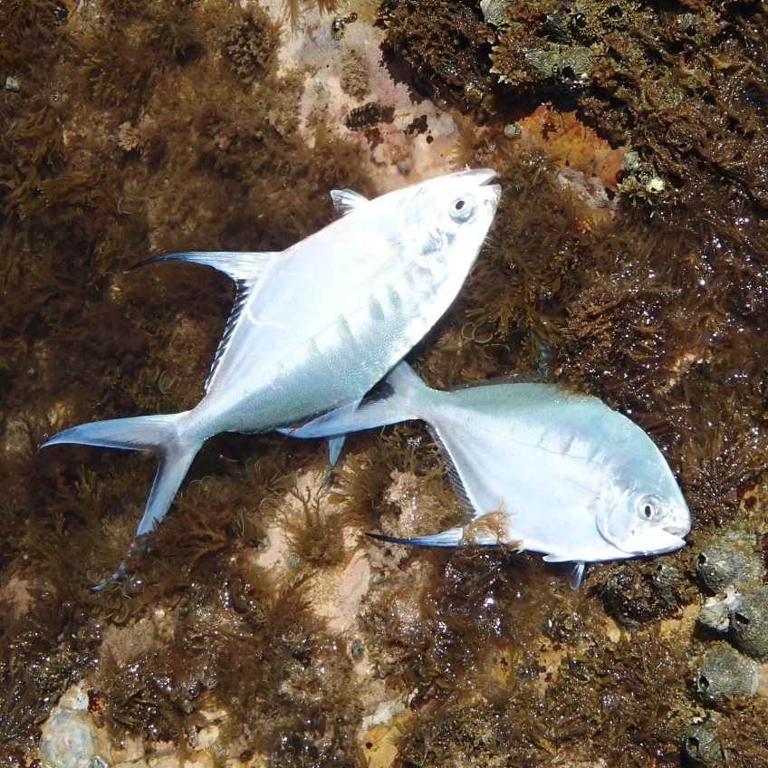 Dart, Deepwater National Park, fishing