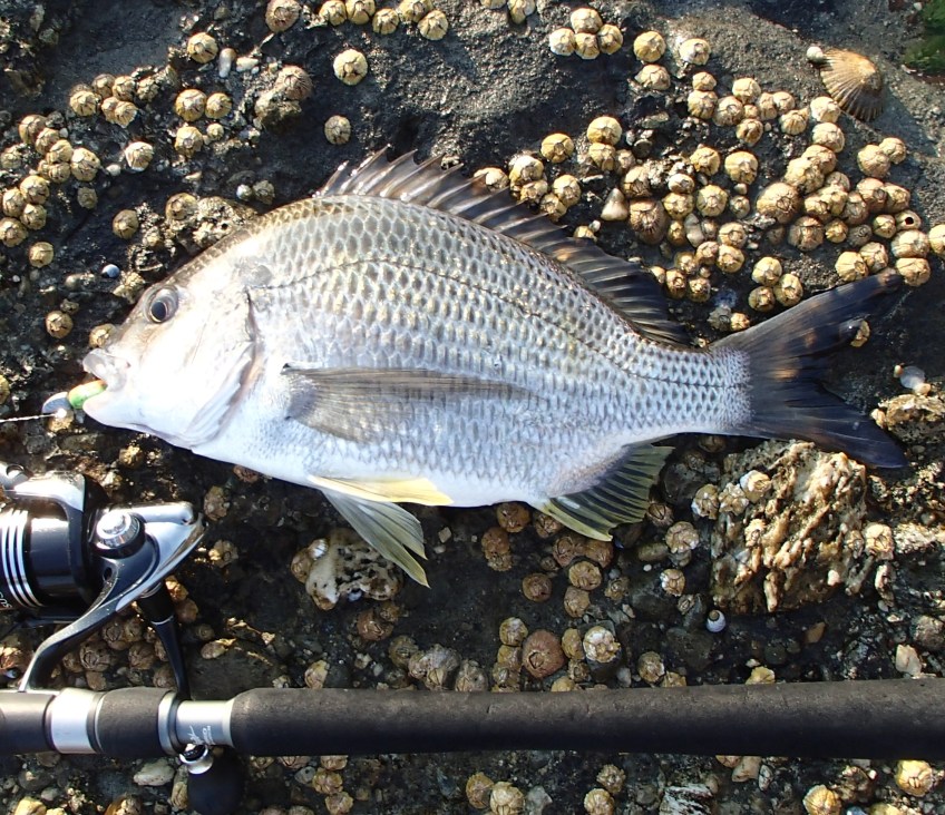 Woody Head bream