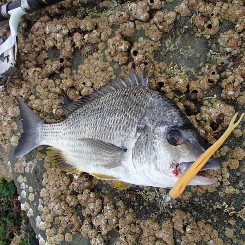 Woody Head bream