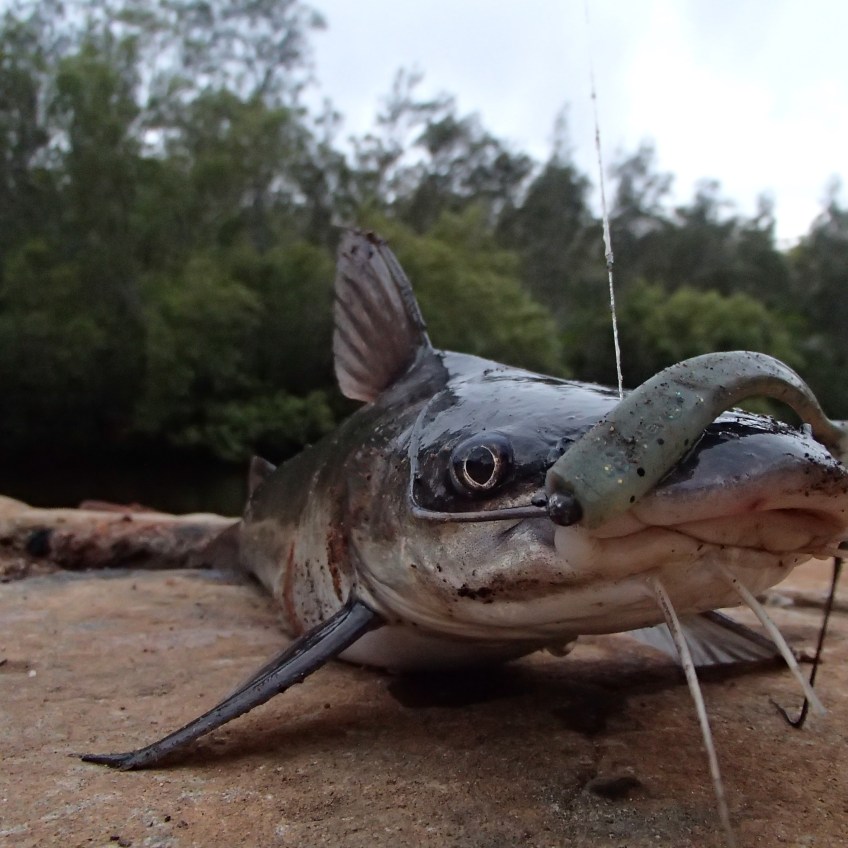 Deepwater Creek - Catfish