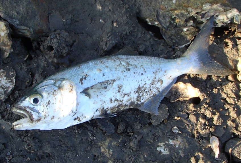 Clarence River tailor