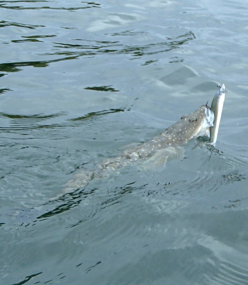 flathead on soft plastic