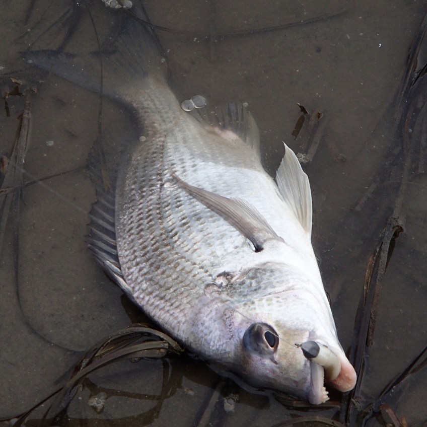 Bream - Clarence River