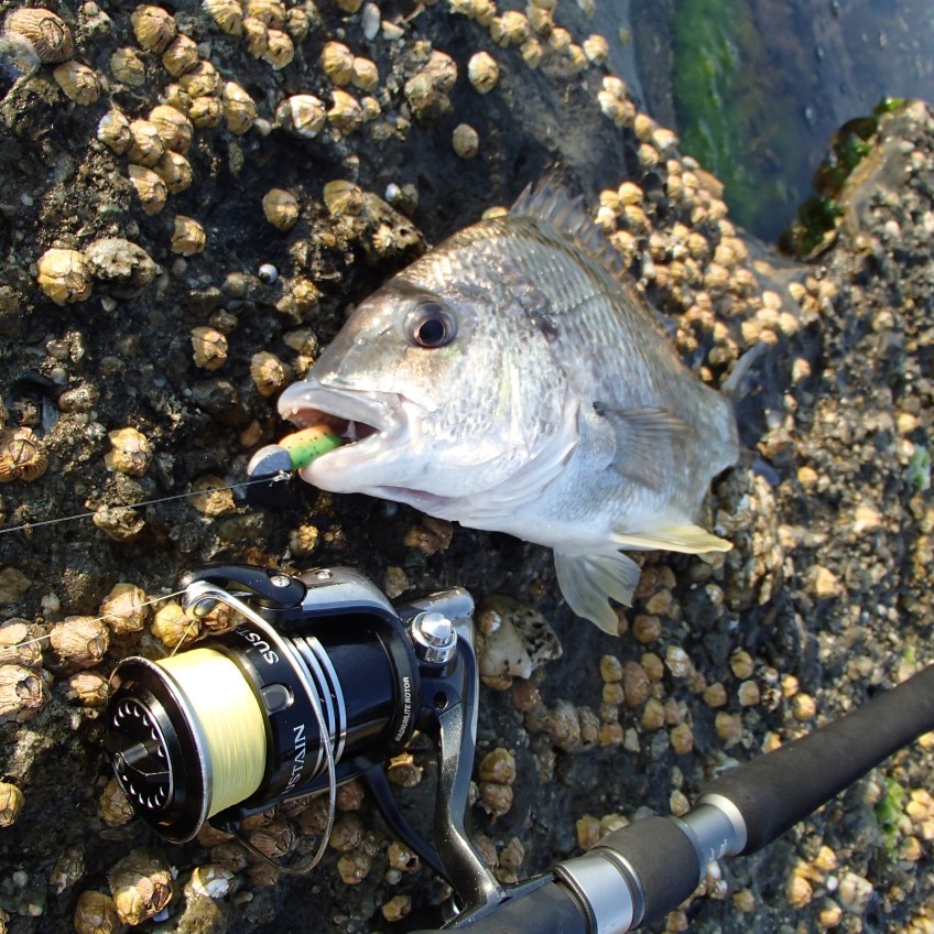 Woody Head bream