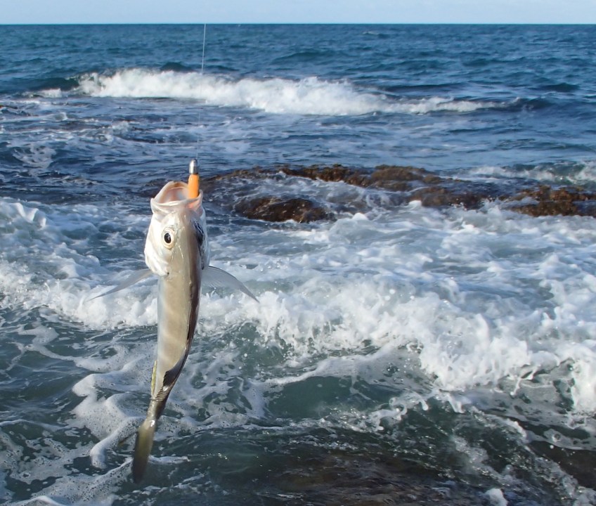 Gulp Lime Tiger was a consistent fish catching colour