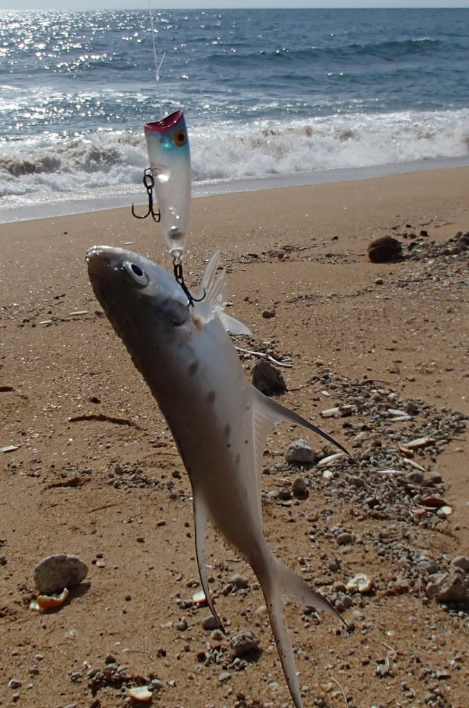 Dart - Flat Rock - Deepwater National Park