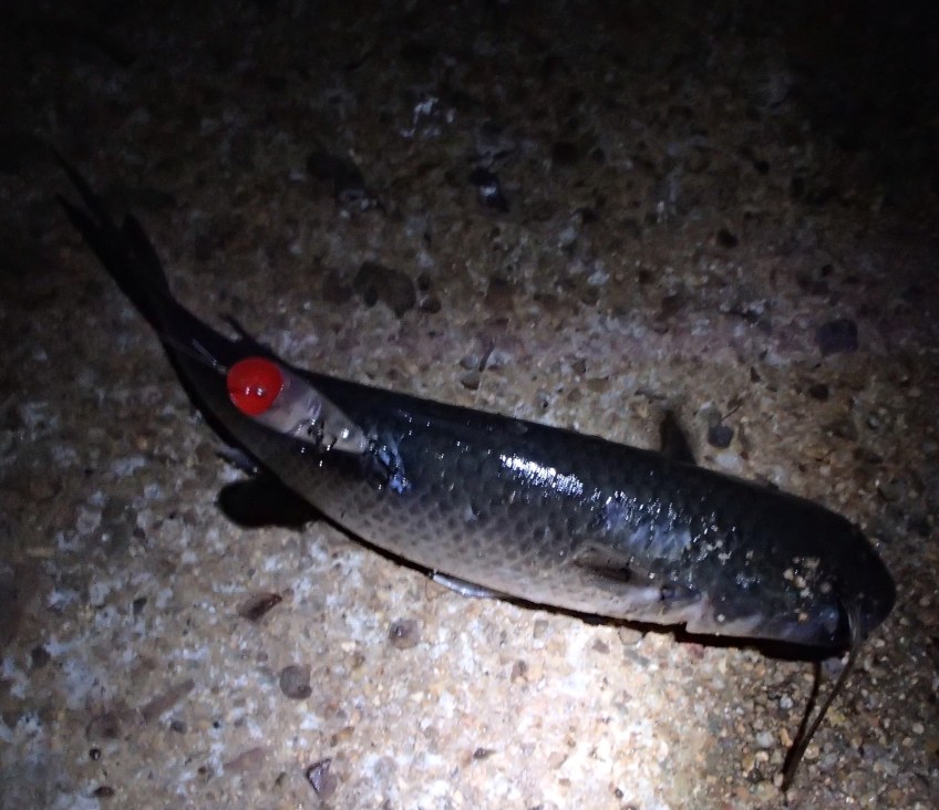 Mullet - Deepwater Creek